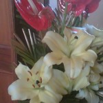 Tulips not oses