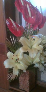 tulipsNotRoses Tulips not oses