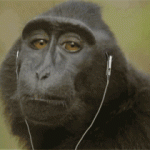 dancing monkey